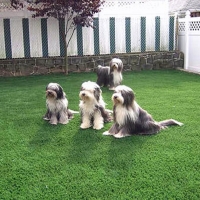 Grass Installation Oxbow Estates, Arizona Cat Playground, Beautiful Backyards