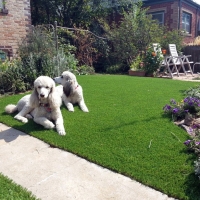 Synthetic Turf Strawberry, Arizona Dog Running, Dogs Runs